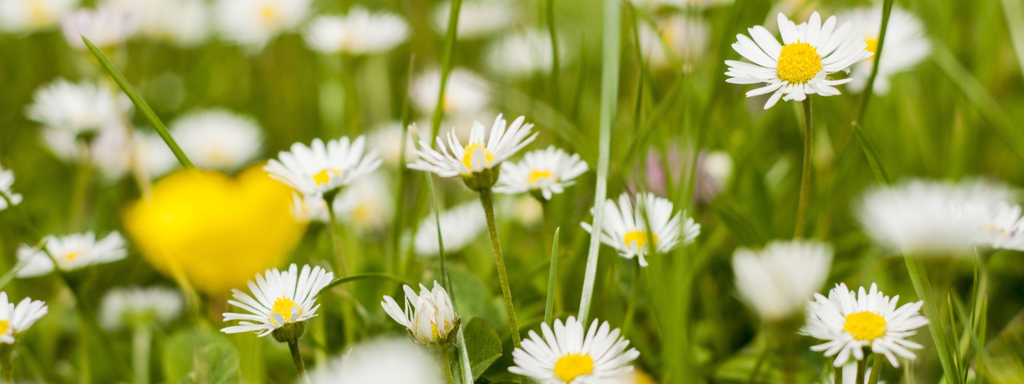 Newsletter page header  (9)