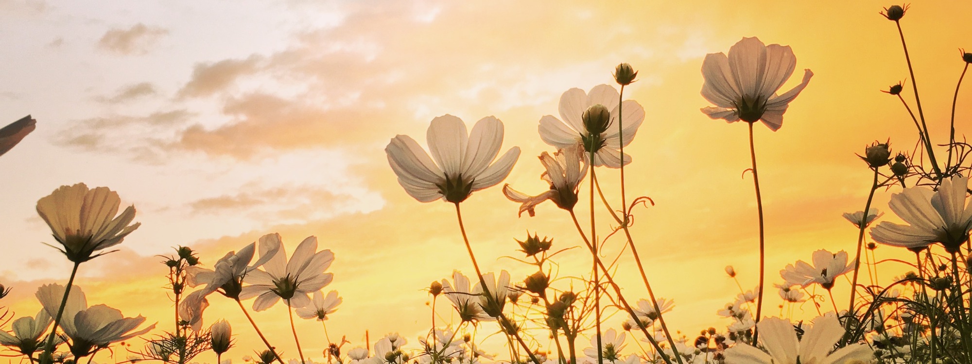  Newsletter page header  (2)