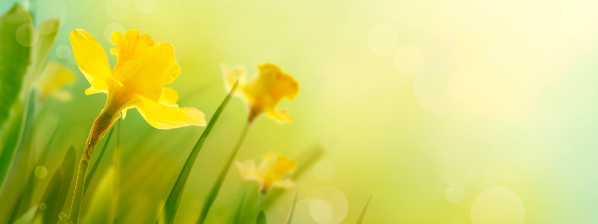  Newsletter page header  (5)