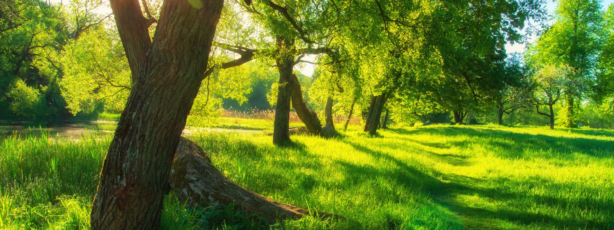  Newsletter page header  (17)