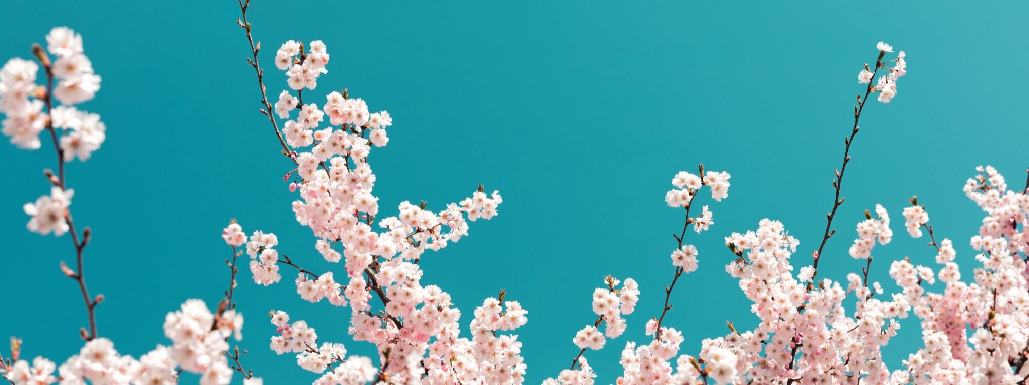  Newsletter page header  (5)