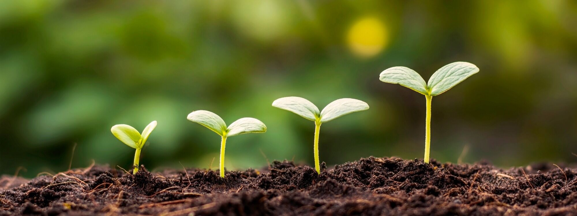  Newsletter page header  (8)