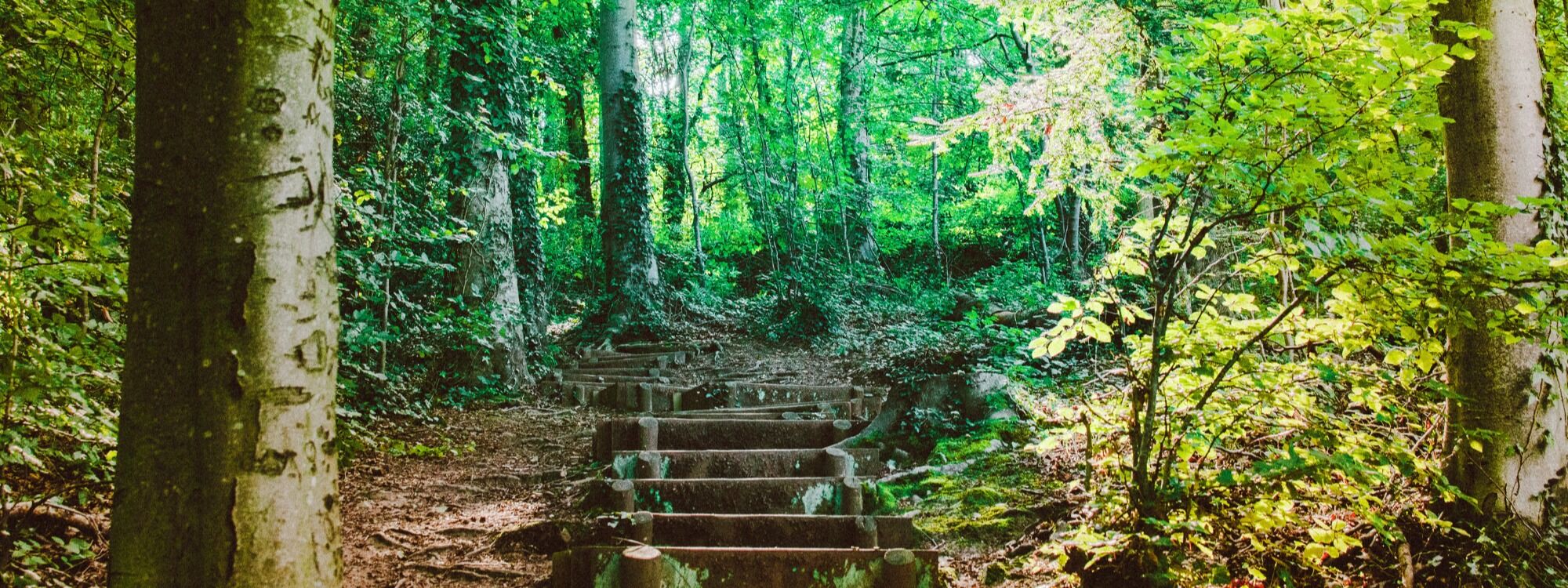  Newsletter page header  (9)