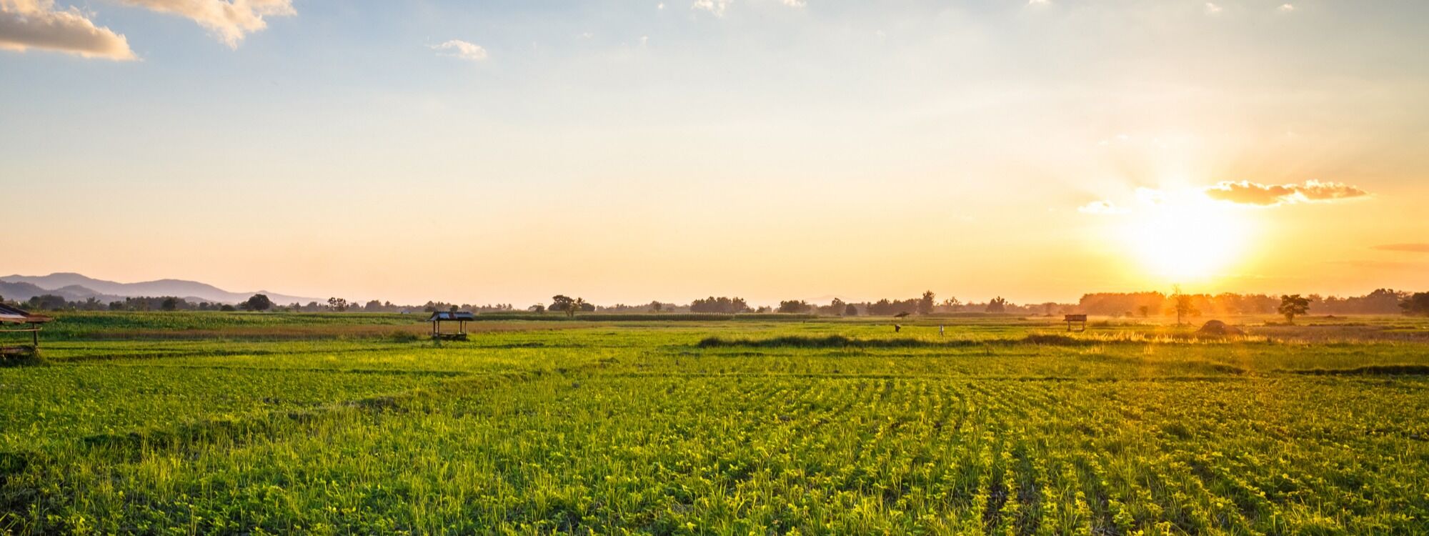  Newsletter page header  (17)