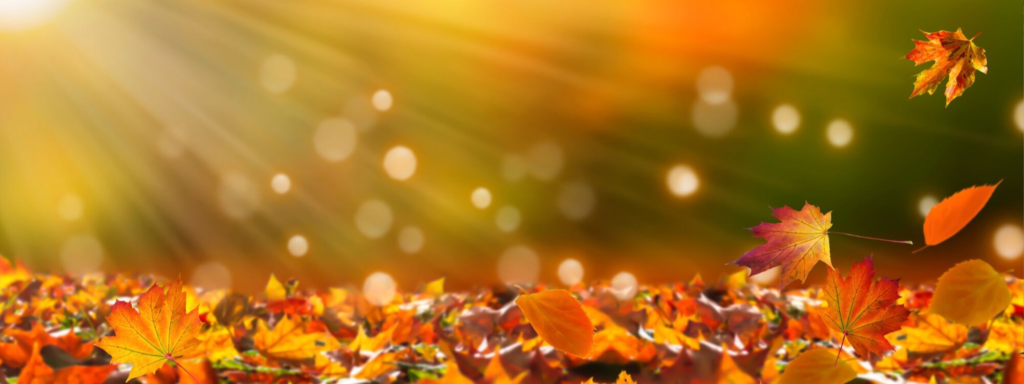  Newsletter page header  (2)