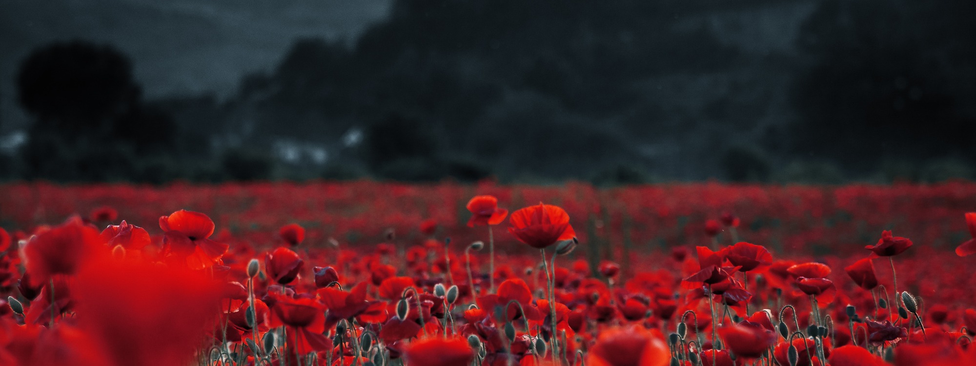  Newsletter page header  (3)