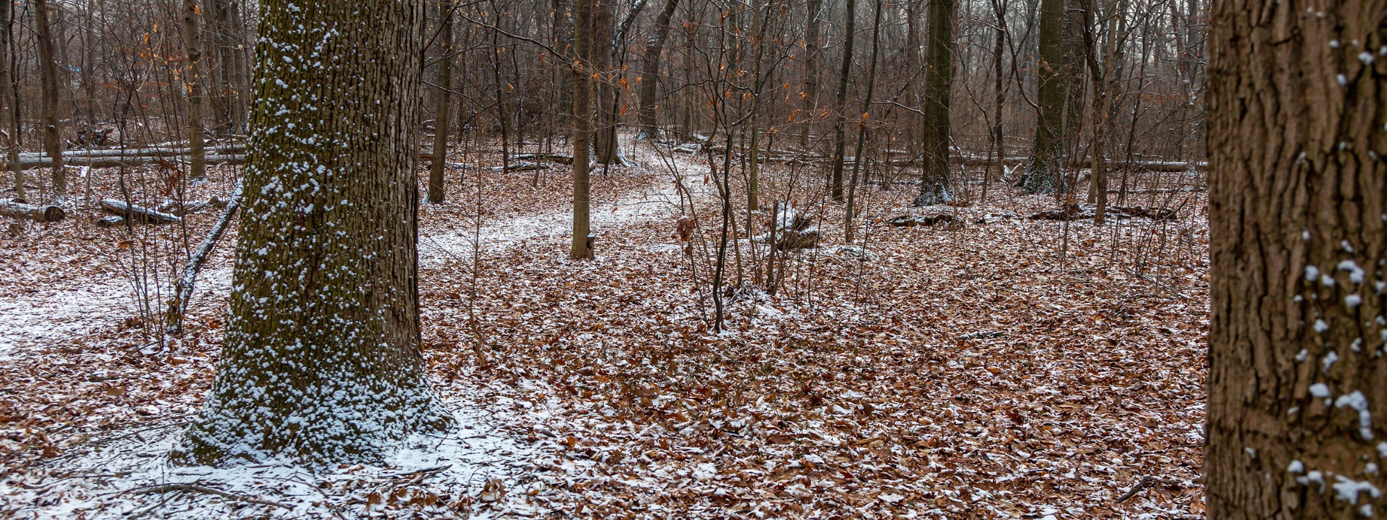  Newsletter page header  (25)