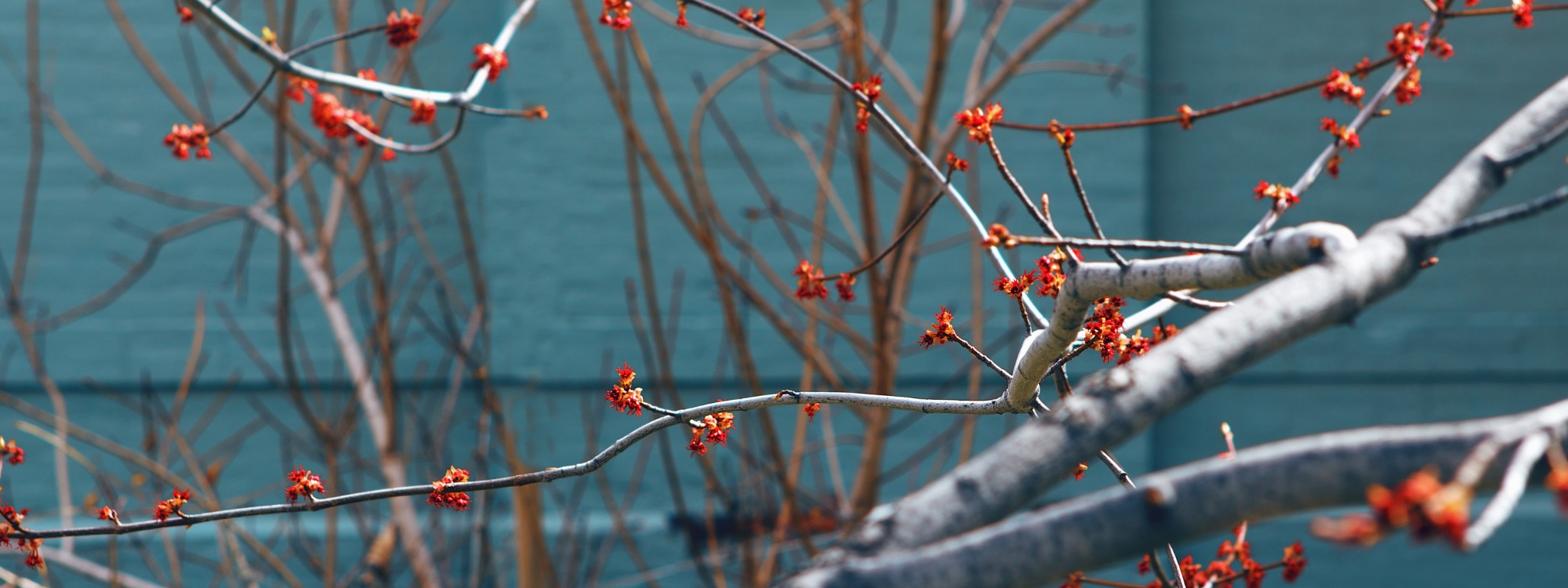 BARE TREE RED